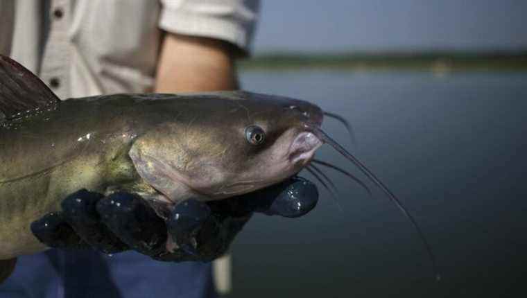 What bait to use for catfish fishing