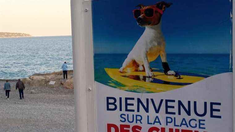 Why is Nice still the 1st French city where it is good to live with your dog?