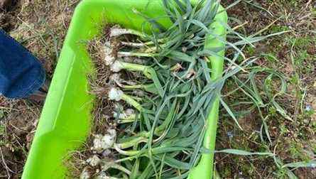 Wild asparagus and vine leeks with Michel Dussargues