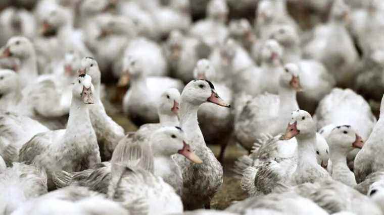 Zoonoses and avian flu in Quebec: climate change raises fears of the worst