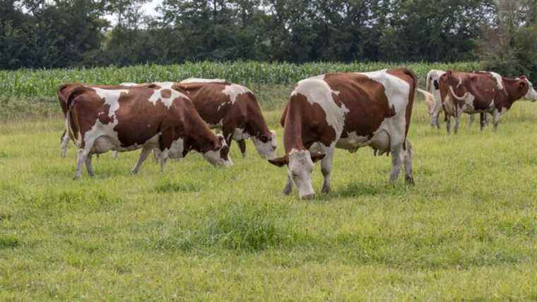 a cow killed and cut up in its meadow in Loubajac