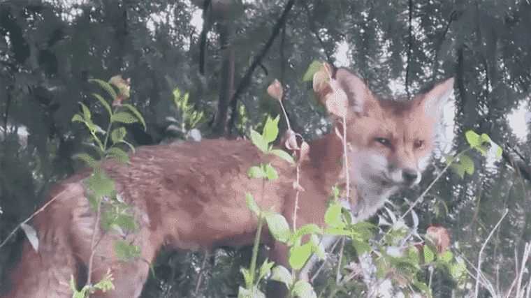 a fox attacks passers-by in Washington