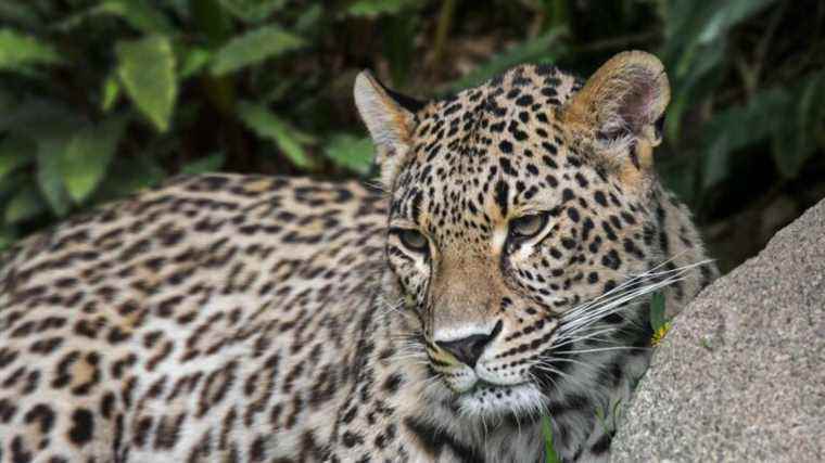 a leopard attacks a policeman and sows panic in a town in the north of the country