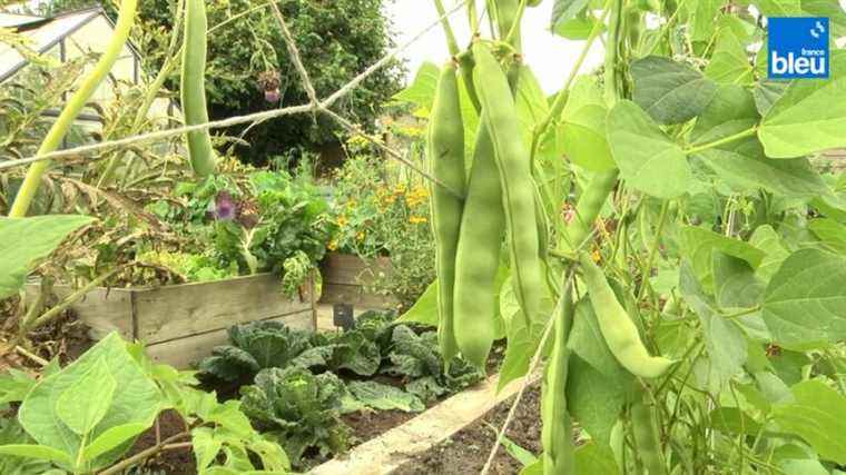 a natural garden, without products and without a lot of work