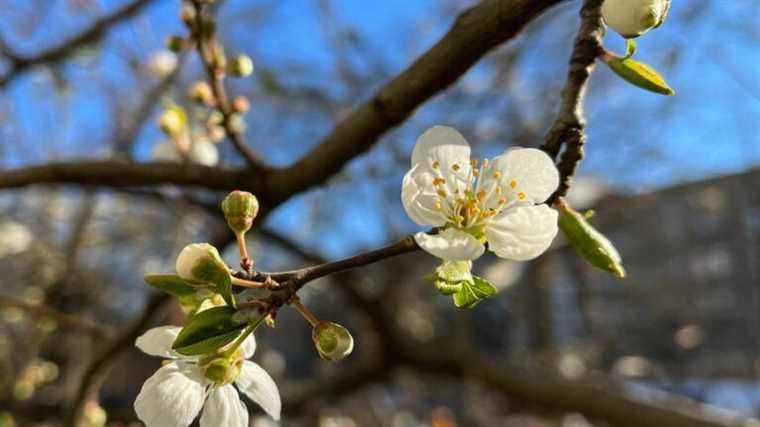 a participatory platform to report “remarkable” trees