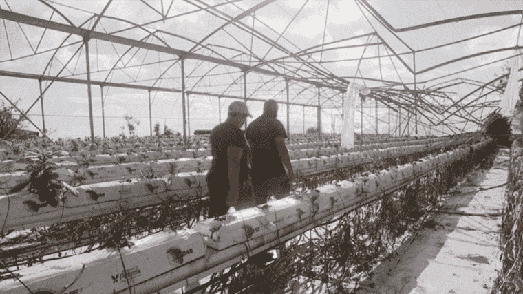 after two months of bad weather, the price of tomatoes has exploded