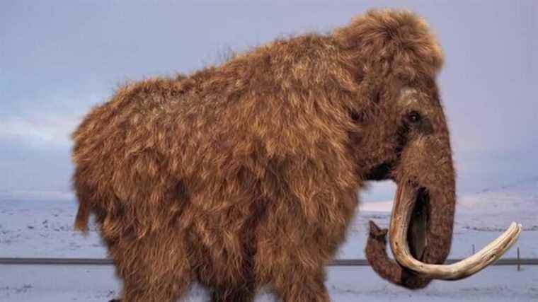 an American biogenetics company wants to resurrect mammoths