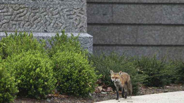 an aggressive fox causes a stir in the US Capitol before being captured