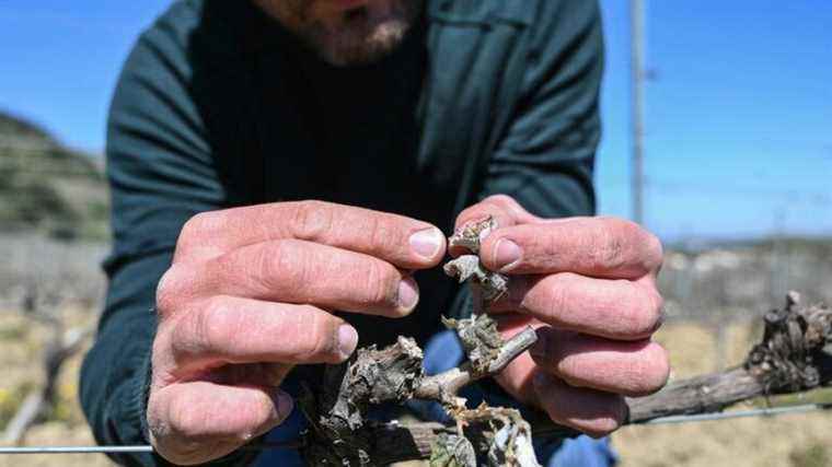 candles, antifreeze towers… farmers prepare by protecting their crops