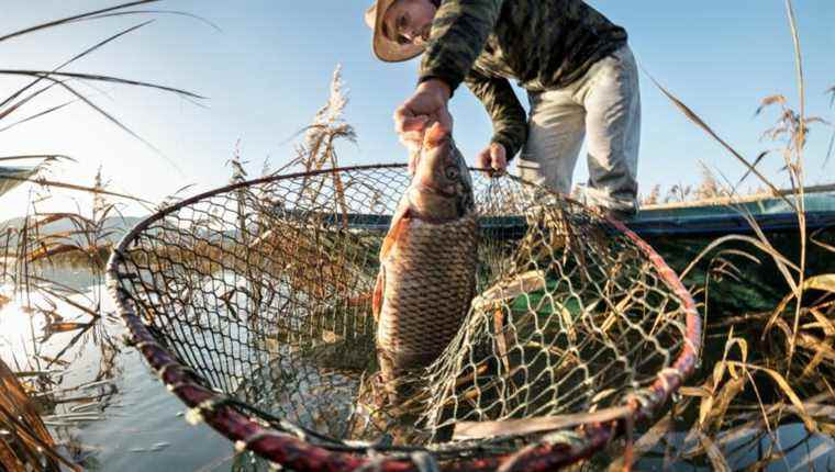 carrot carp fishing