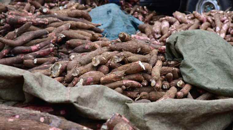 cocaine discovered inside cassava tubers sold in supermarket