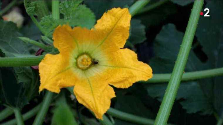 courgette flower, a southern treasure with a thousand flavors