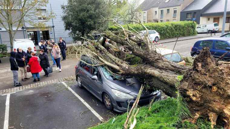 floods, falling trees, power cuts… The damage recorded after the passage of the disturbance