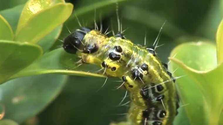 how to keep the box tree moth away