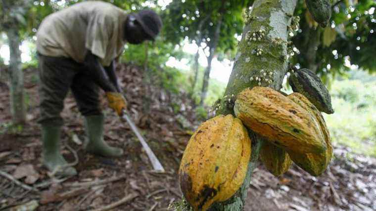 in Ivory Coast, the hidden face of chocolate production