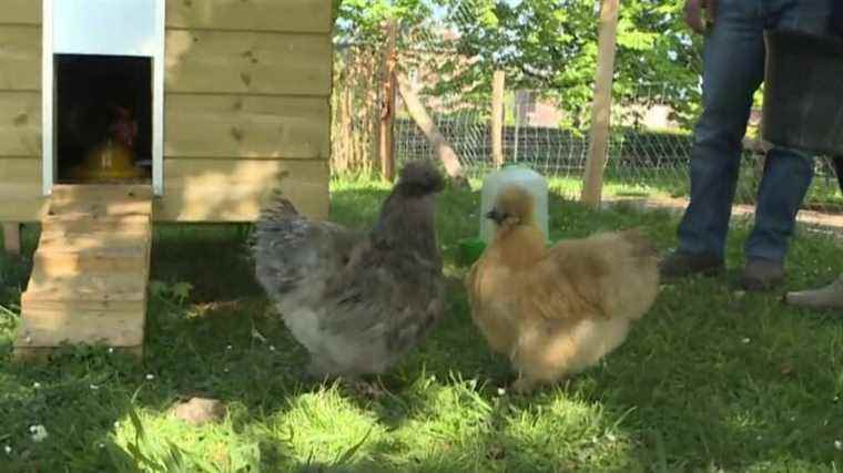 in Seine-Maritime, a therapeutic farm brings smiles to patients