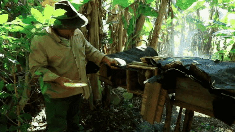 in the footsteps of 100% natural honey produced in the Viñales Valley