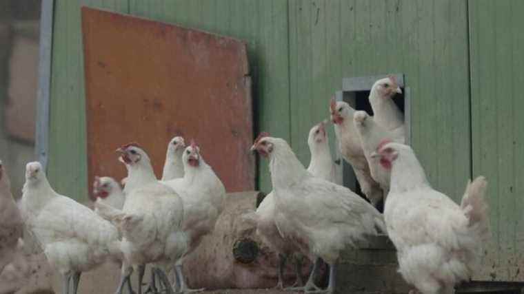 poultry market plagued by supply tensions