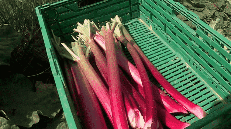 rhubarb, prized by individuals and chefs alike