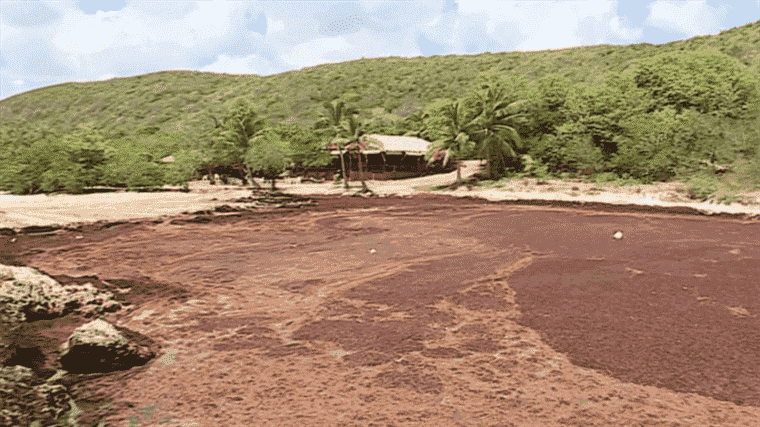 sargassum infuriates locals and tourists