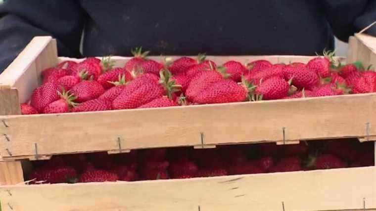 the Plougastel strawberry, a particular and sought-after taste