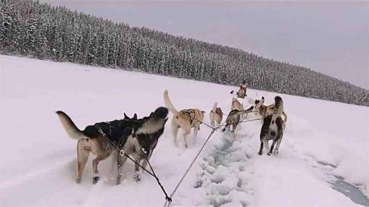 the Yukon, a sled dog race towards Alaska