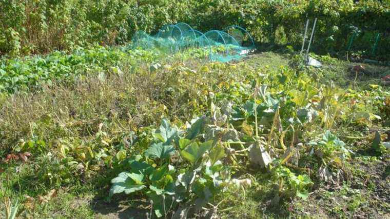 the consumption of plants prohibited around the former Autocast factory for pollution