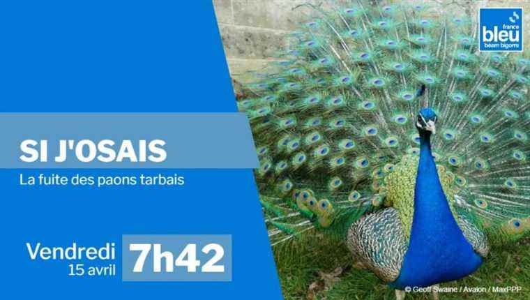 the escape of the Tarbes peacocks