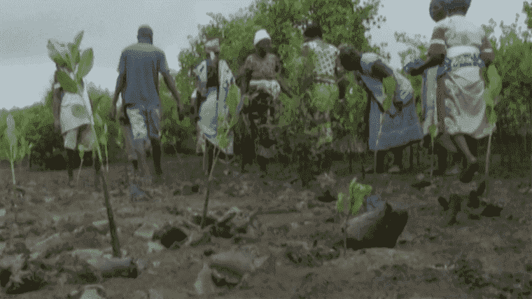 the mangrove, a natural method to fight against global warming