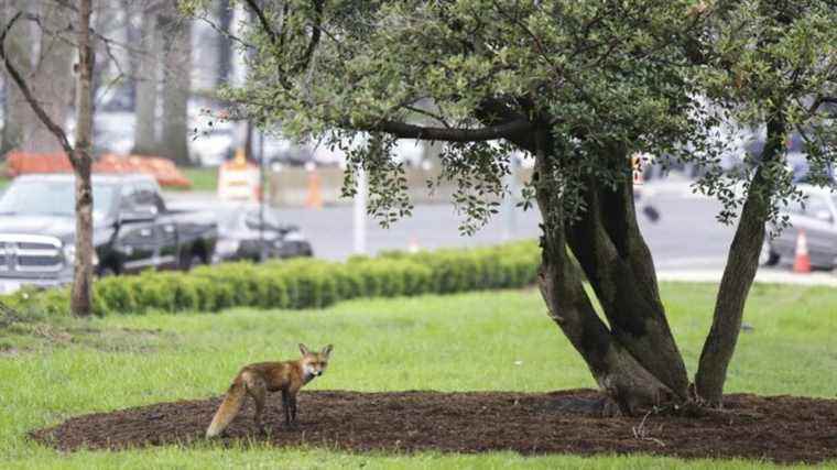 the vixen who had bitten passers-by at the Capitol had rabies