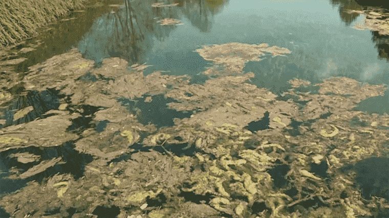 watermilfoil, a plant that invades canals and threatens biodiversity