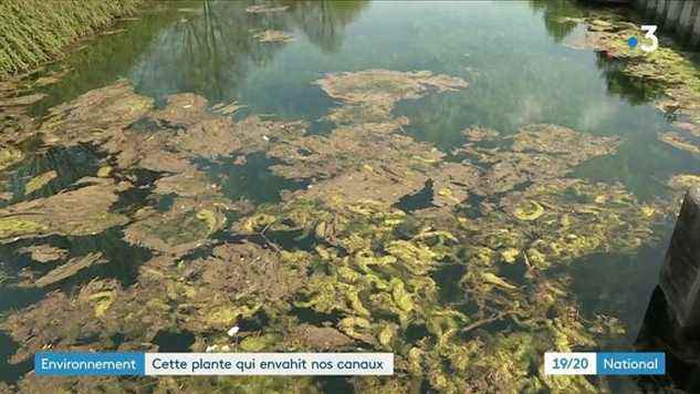 watermilfoil, a plant that invades canals and threatens biodiversity