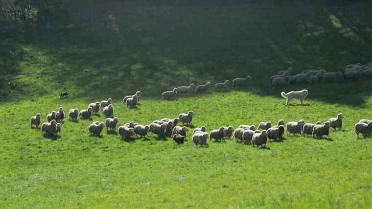 wolf attacks worry ranchers