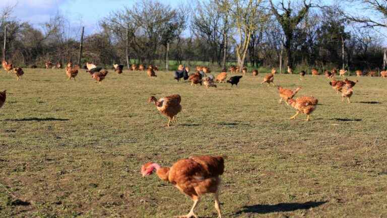 16 million poultry slaughtered in France but the epizootic is decreasing, according to the Ministry of Agriculture