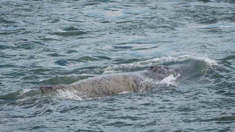 2 years after the death of the humpback whale, a fin whale sighted in Montreal