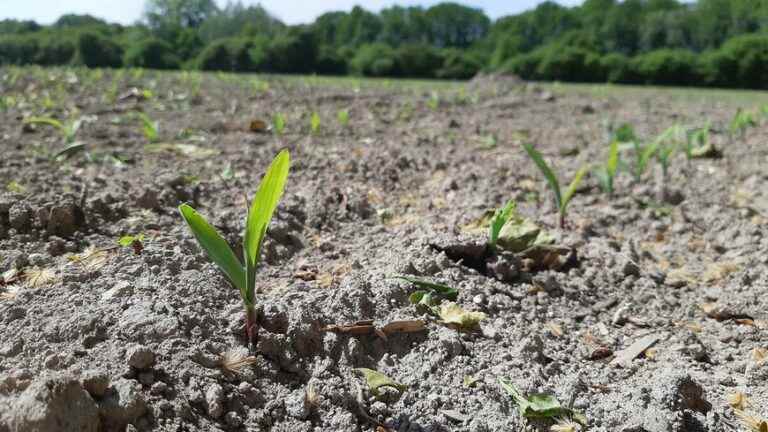 22 departments at “very probable” risk of drought by the end of the summer