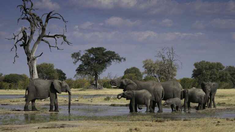 60 people killed by elephants this year