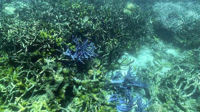 91% of the Great Barrier Reef has suffered bleaching