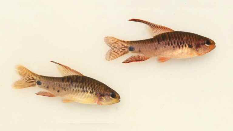 A Brazilian researcher discovers two new species of fish… already threatened with extinction