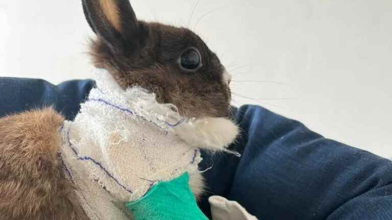 A call for donations to treat Fleur, rabbit defenestrated from a building