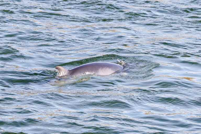 A minke whale spotted further east of Montreal