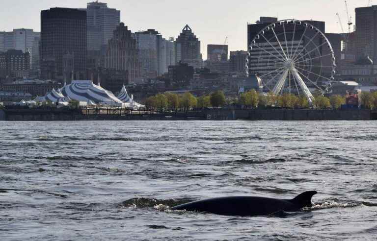 A second minke whale observed in Montreal