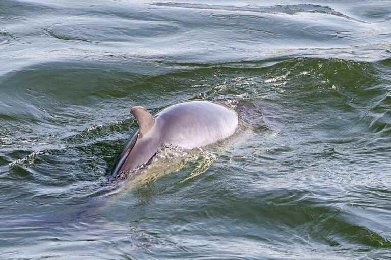 Montreal |  The two minke whales have not been seen for 48 hours