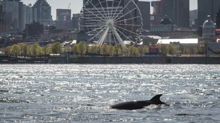 A second whale sighted in Montreal