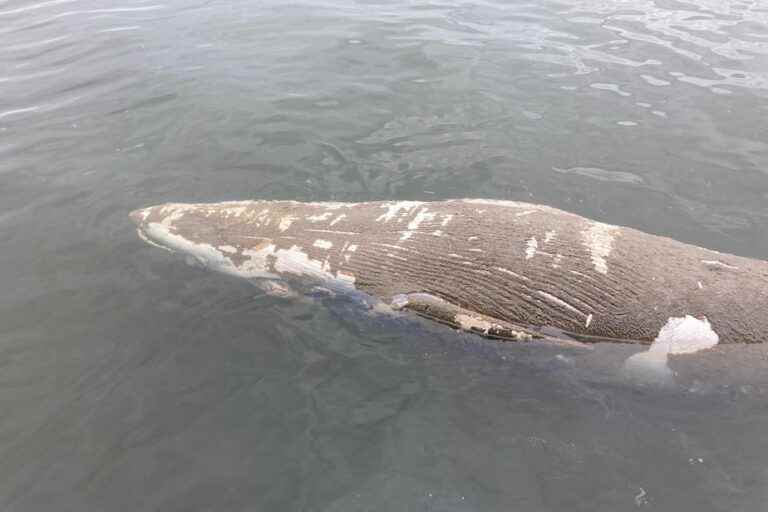 A whale carcass spotted near Contrecoeur