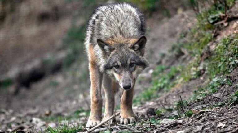 A wolf killed near Crest, the third in the Drôme since the beginning of the year