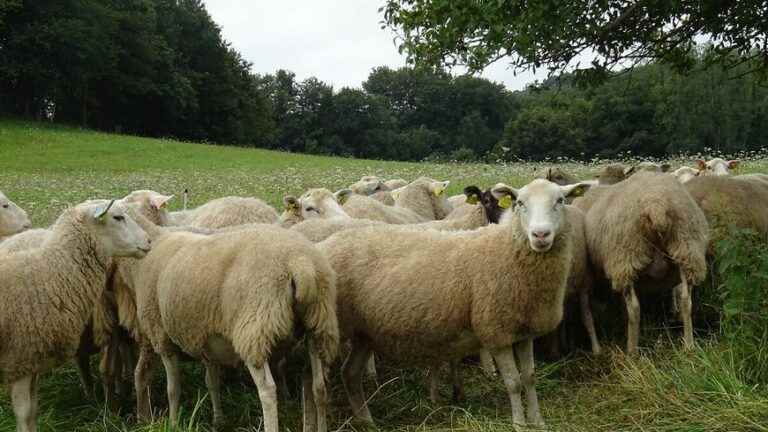 A wolf responsible for the death of four sheep in Pigerolles in the south of Creuse