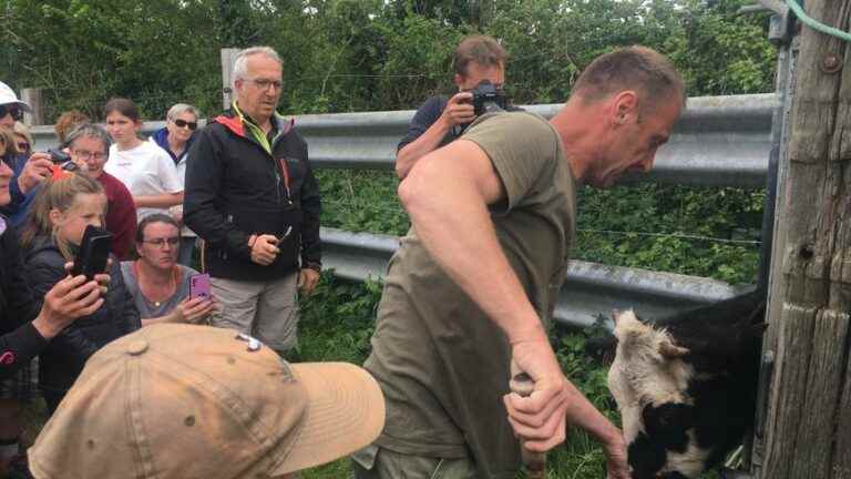 After two years of Covid, the public back to the marsh, a tradition in the Channel