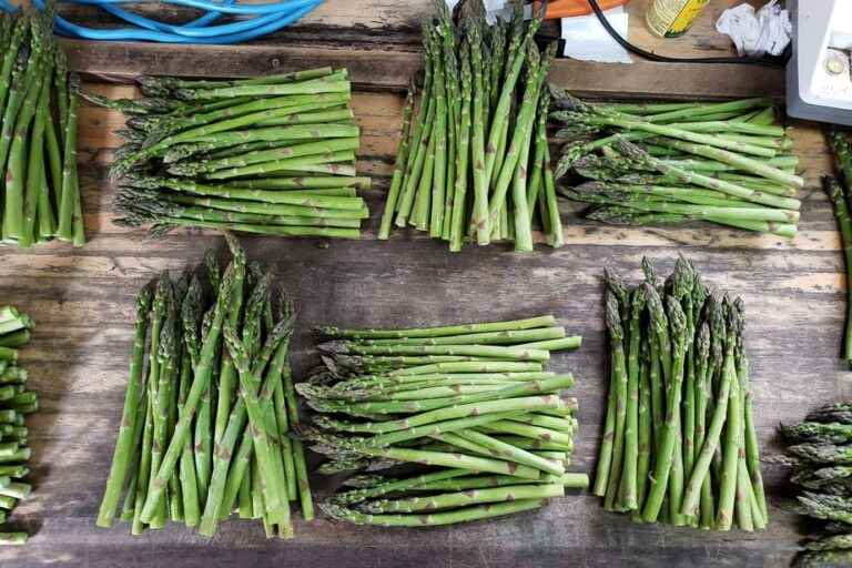 All asparagus!  |  The Press