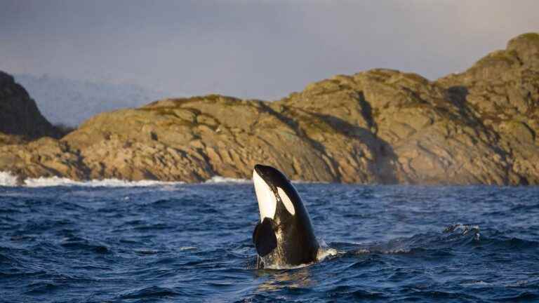 An orca in great difficulty in the Seine, between Rouen and Le Havre